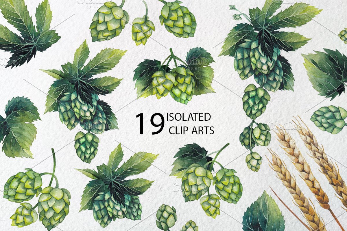 Watercolor hop and malt, a Decorative Illustration by Ekaterina Glazkova (Photo 2 of 6)