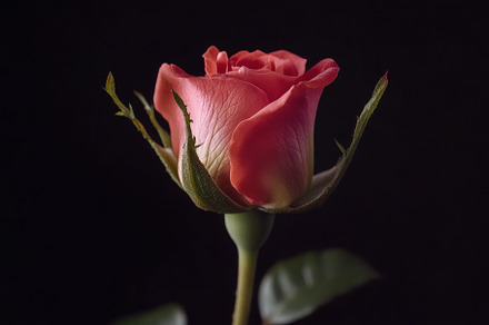 Timelapse of red El Toro rose bloomi, a Photo by Iftikhar Alam