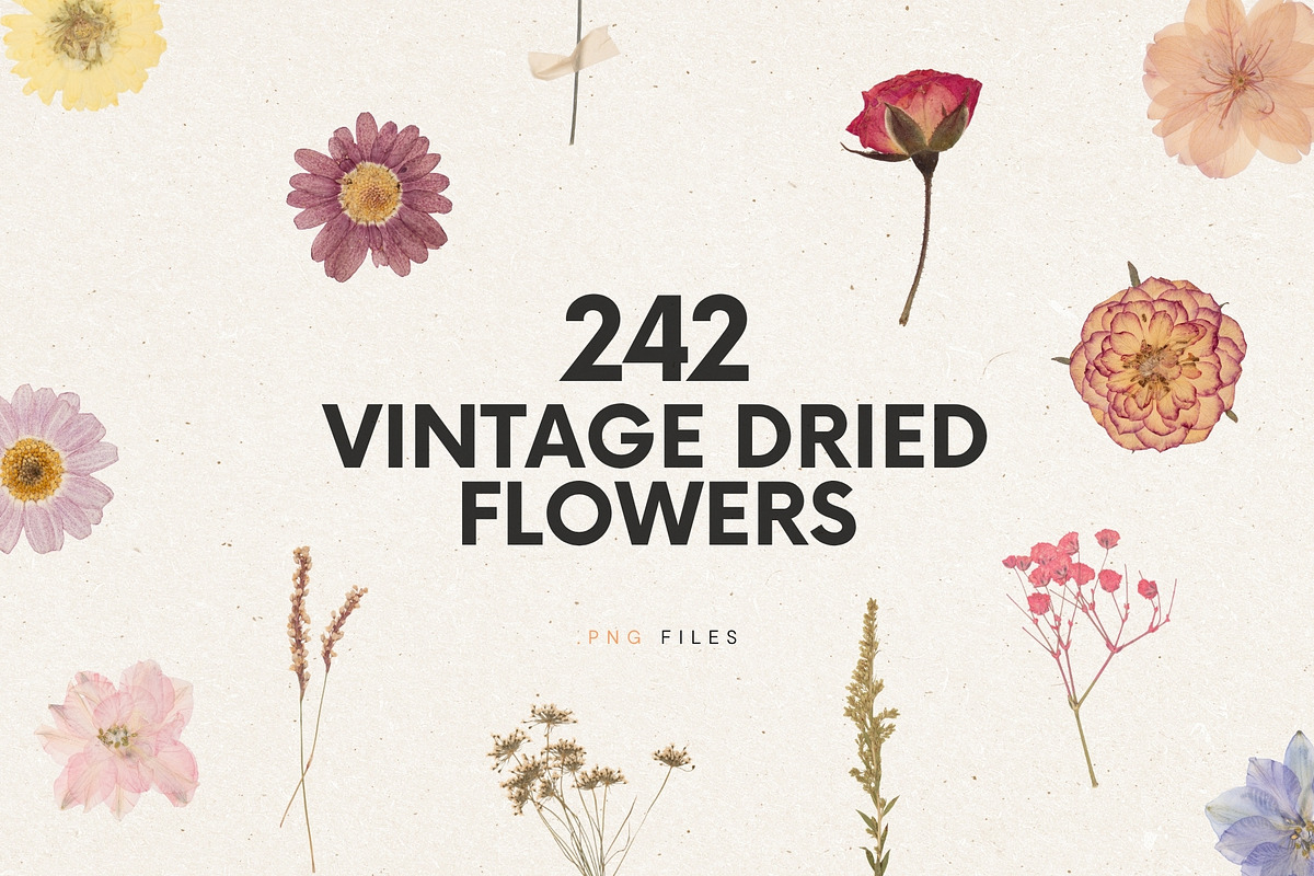 242 Vintage Dried Flowers, an Object Graphic by Ksuview (Photo 1 of 11)