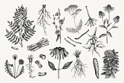 Medicinal Roots Illustrations Set, a Healthcare Illustration by Yevheniia (Thumbnail 5 of 12)