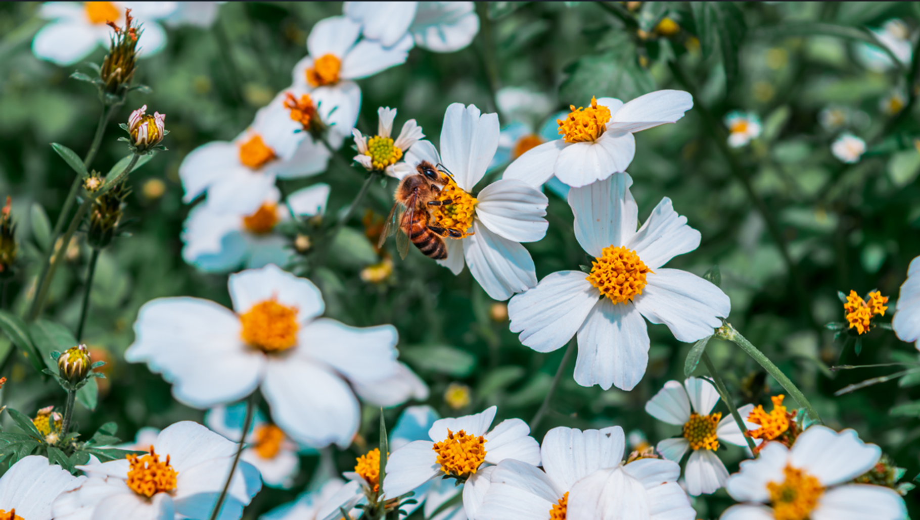 Bee collecting nectar close up, an Animal Photo by Jessica_Pichardo