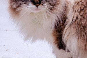 Cat Photo, an Animal Photo by Dimas.okgo
