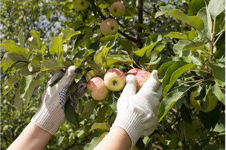 Hands in garden gloves picking ripe, a Food & Drink Photo by Diary of impressions