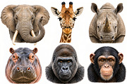 Wild Animals Illustration Clipart, an Animal Illustration by Wowly Design (Thumbnail 3 of 20)