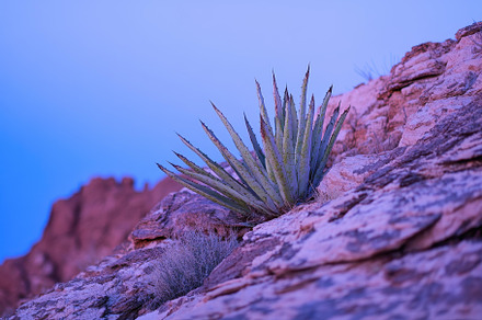 Cactus thrives on rocky terrain unde, a Photo by Tanuart