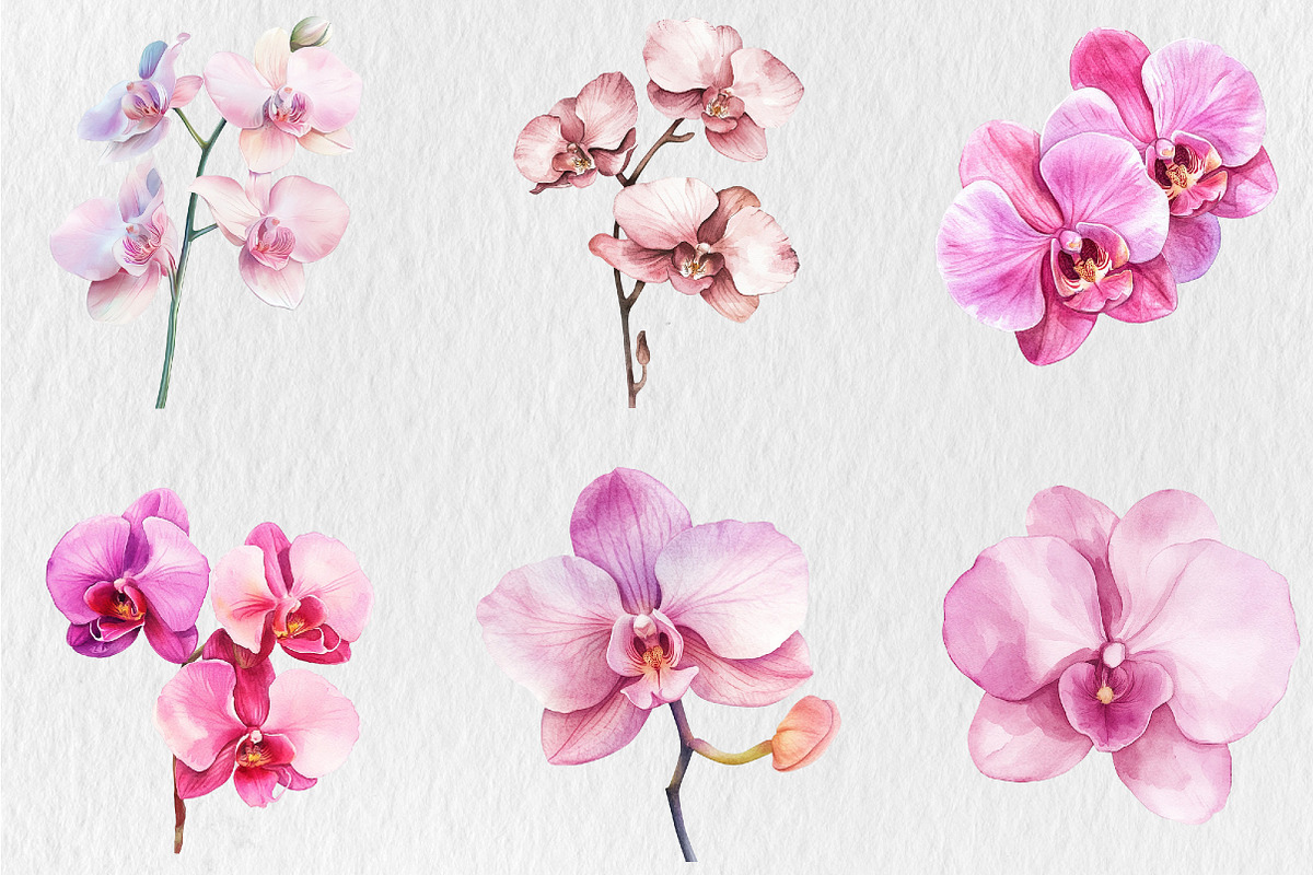 Watercolor Pink Orchid Clipart, a Seasonal Illustration by Rose Art (Photo 2 of 6)