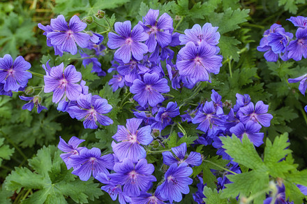 Meadwo Geranium - Johnson¬¥s Blue, a Photo by Peopleimages.com