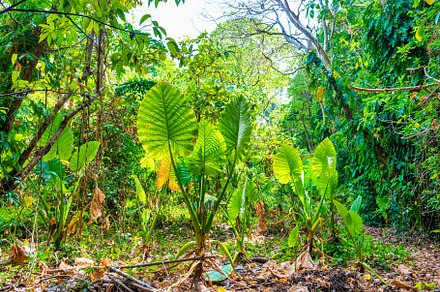Jungle forest landscape, a Nature Photo by Vapi