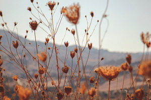 Mountain wild flowers featuring mountains, field, and nature