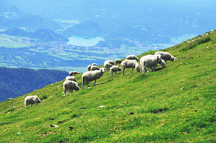 Sheep on the Meadow in the Hills preview 6