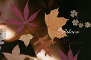 Oshibana Dried & Pressed Fall Leaves, an Object Graphic by Lana Elanor (Thumbnail 7 of 17)