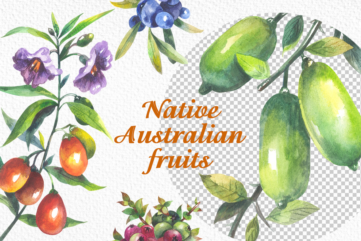 Australian Native fruits cliparts, an Illustration by FITALARTSNEDIGI (Photo 4 of 7)