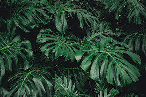 Delicious Monster Jungle Leaf Photo