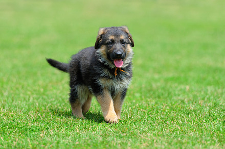 Dog featuring dog, pet, and baby, an Animal Photo by Byrdyak