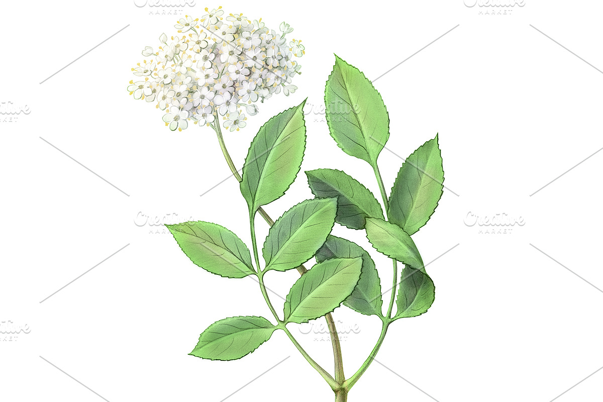 Elder Plant Botanical Illustration, an Illustration by Anna Repp Illustration (Photo 5 of 7)