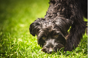 A Playful Yorkshire terrier Black, an Animal Photo by MadPhotos