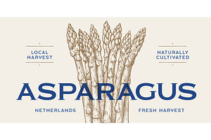 Asparagus, sketch organic vegetable, a Food Illustration by Foxys Graphic