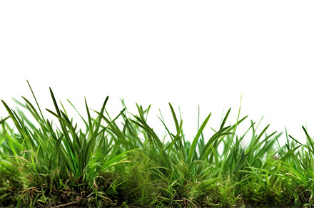 Illustration of green grass isolated on white background. Genera, a Nature Photo by AlyaAnd