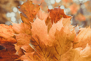 Autumn leaves texture