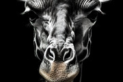 230+ Black & white animals Bundle, an Animal Photo by Virgo Studio (Thumbnail 2 of 6)