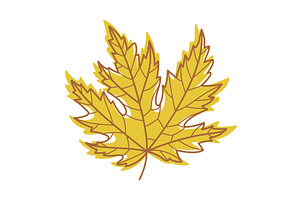 Yellow Autumn Maple Leaf With Veins