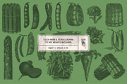 220 Vintage Vegetable Illustrations, a Food Illustration by Graphic Goods (Thumbnail 4 of 12)