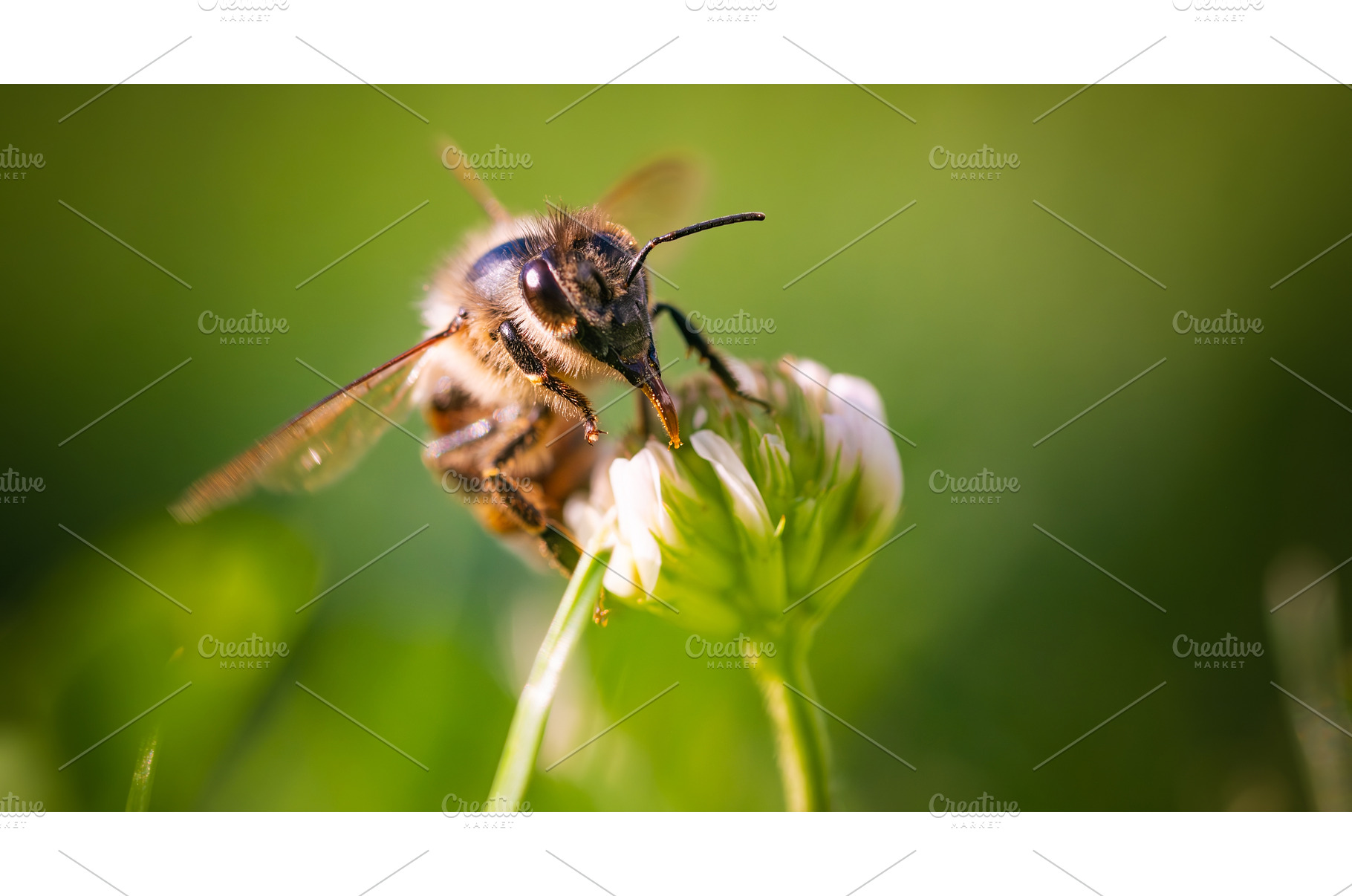 Honeybee on White Clover Flower in, an Animal Photo by MadPhotos