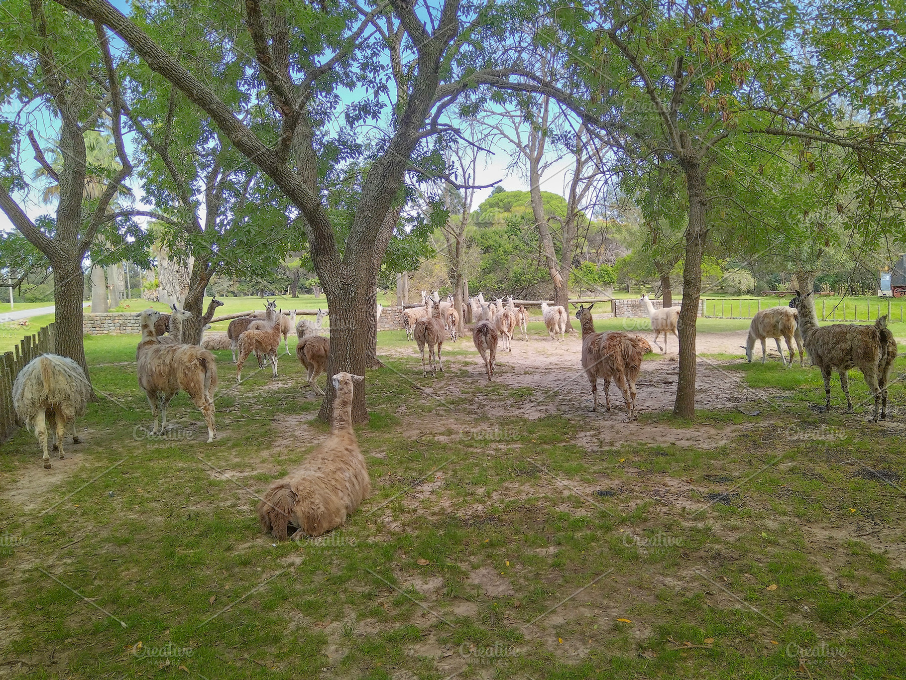 Llamas standing under trees in shade, an Animal Photo by DanFLCreativo