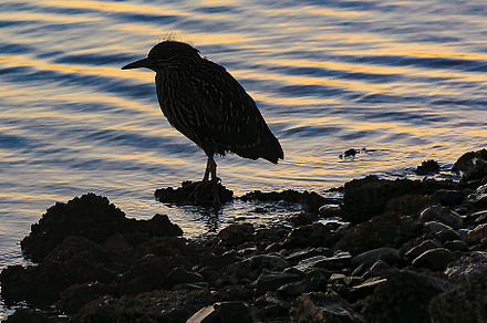 Smal bird standing at border of bay, an Animal Photo by DanFLCreativo