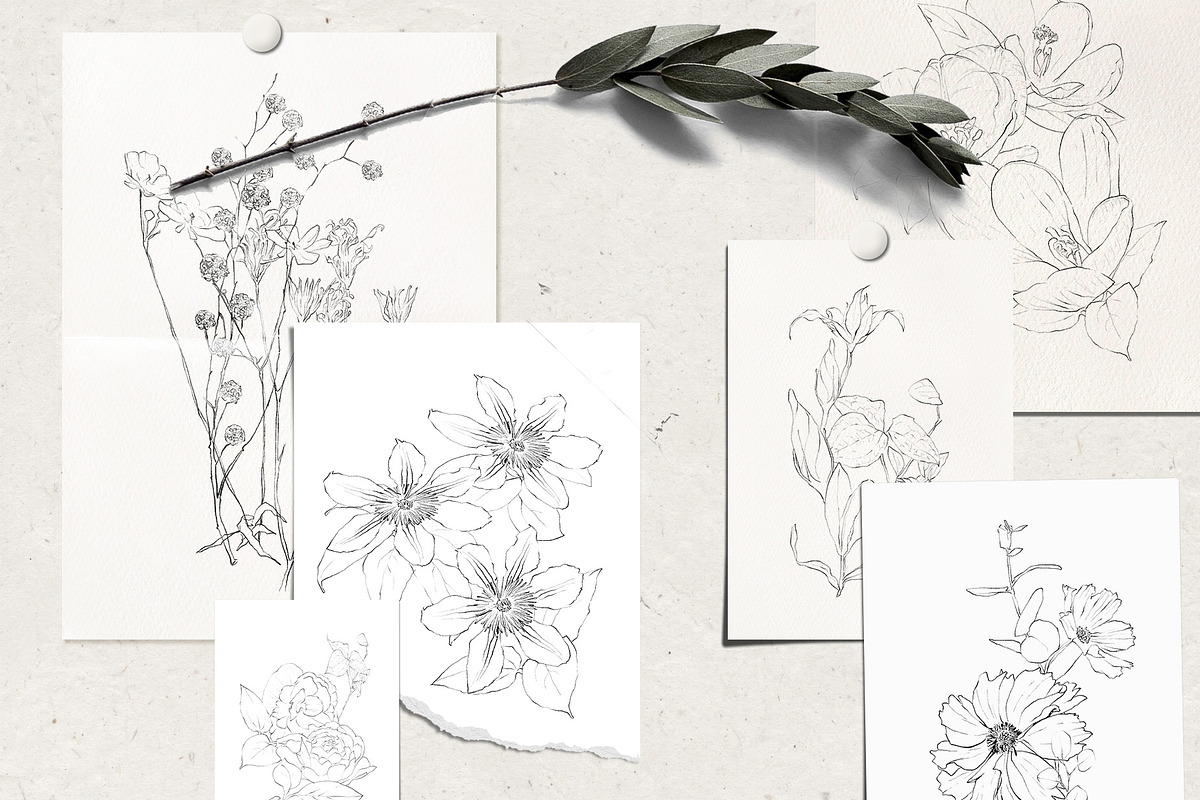 Pencil-drawn flowers, a Decorative Illustration by Damian Roh (Photo 8 of 21)