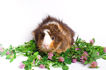 Guinea pig and clover featuring isolated, green, and shaggy