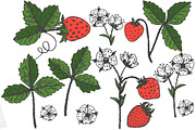Vector garden strawberry, an Illustration by TashaDraw (Thumbnail 2 of 7)