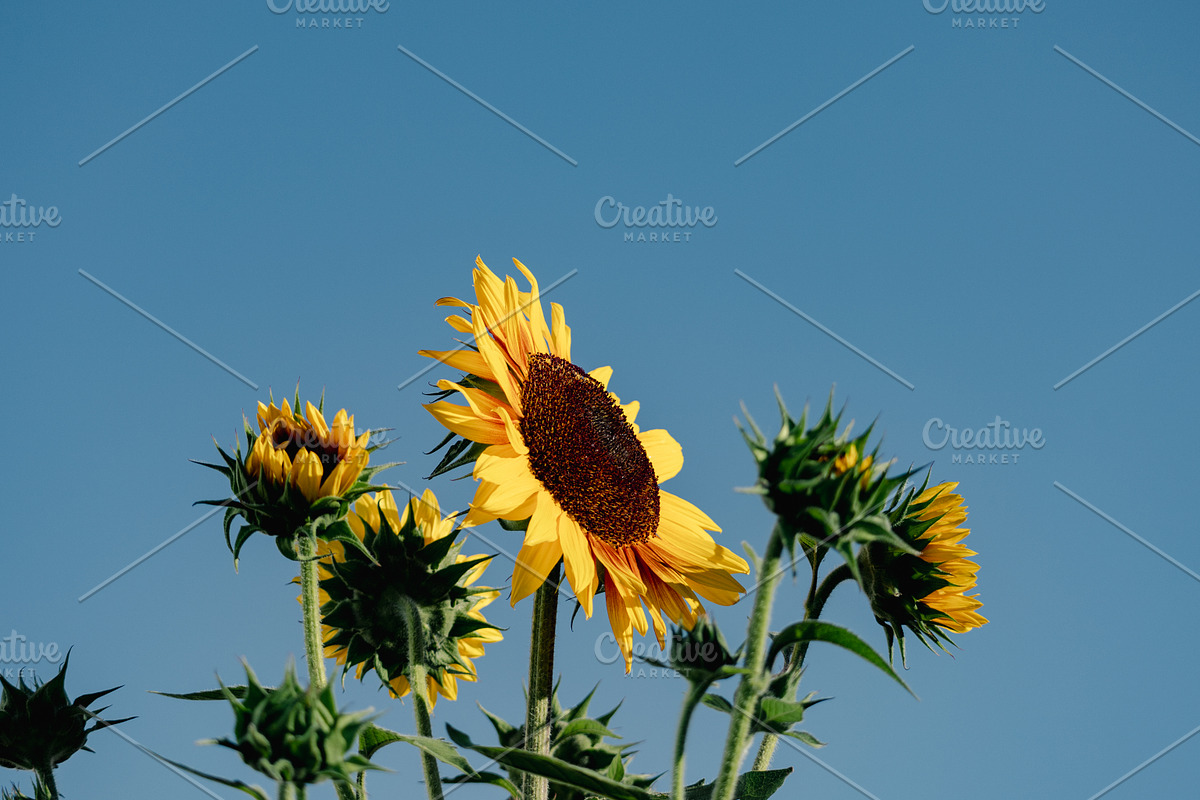Sunflower Field Sky Background, a Background Photo by CreatingYOU.®, Lori Rice (Photo 1 of 3)