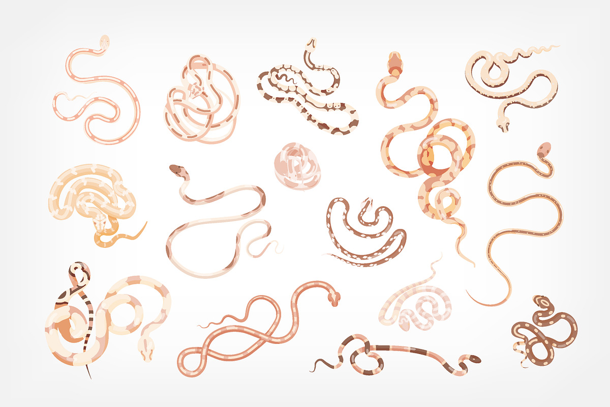 Snakes set and seamless, an Animal Illustration by Good Studio (Photo 3 of 10)