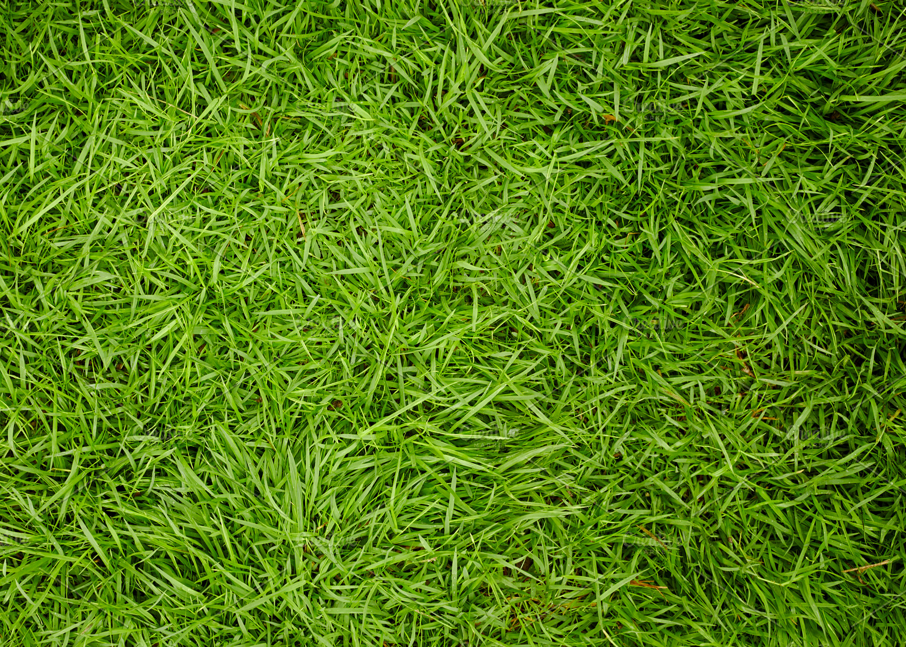 Green grass texture background, a Background Photo by 1981 Rustic ...