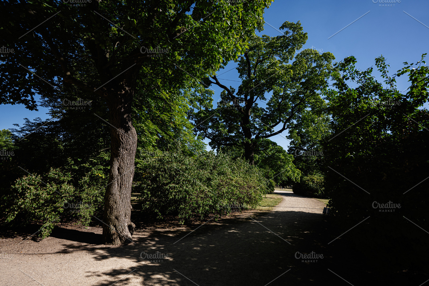 Peaceful park trail surrounded by lush trees on a sunny day, a Photo by AS photostudio