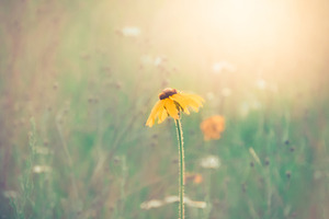 Black Eyed Susan in Hazy Field