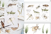 Watercolor Life Cycle Bundle 2, an Education Illustration by MayaNavits (Thumbnail 9 of 14)