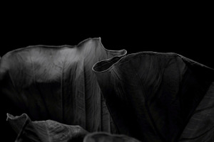 Dark Leaf Loop