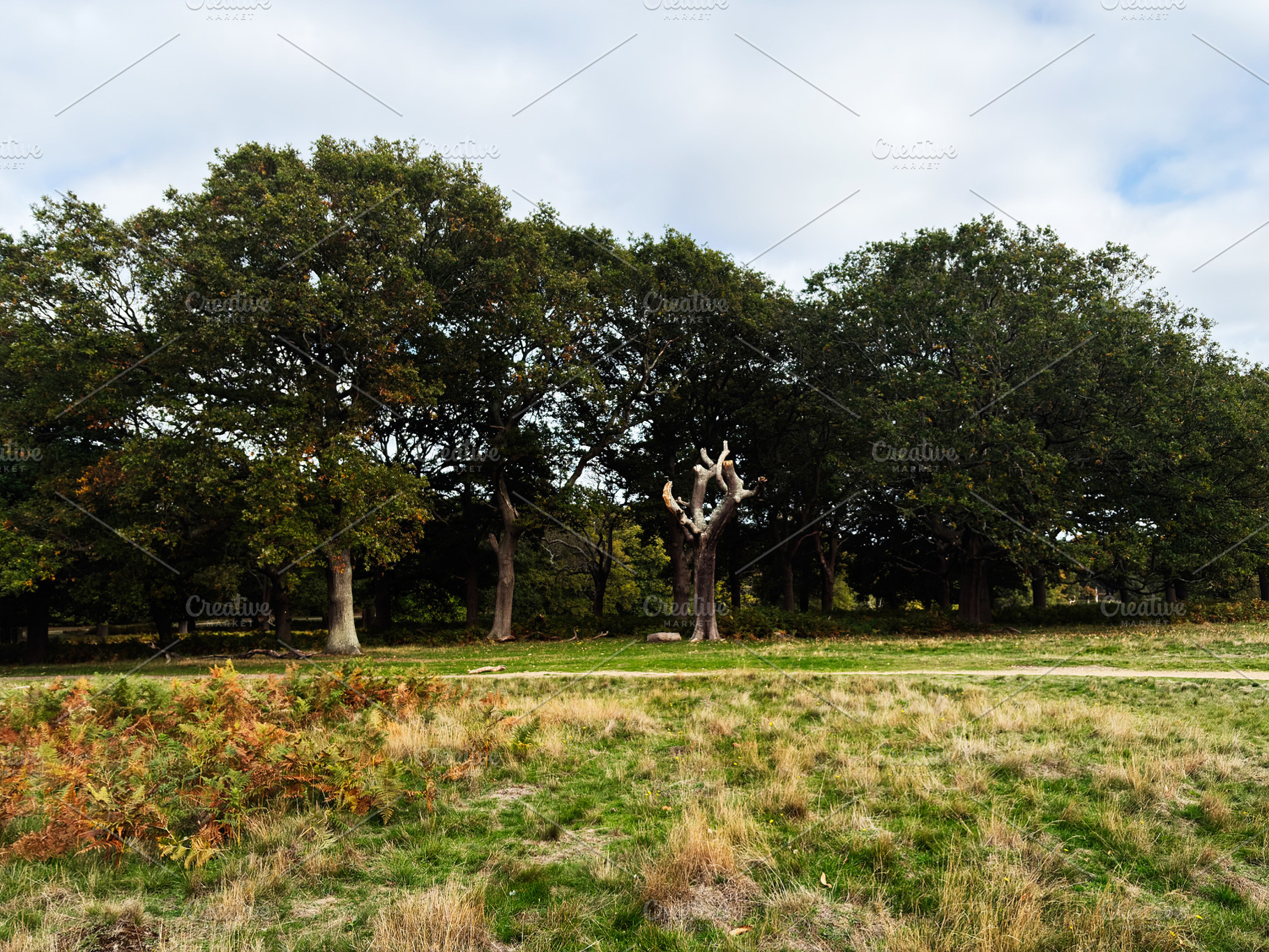 Tranquil London park scene with mature trees and a striking bare central tree u, a Nature Photo by AS photostudio