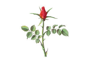 Single Stem Red Rose Illustration