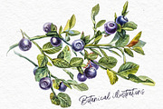 Blueberries watercolor clip art, a Food Illustration by Ann Astro (Thumbnail 7 of 13)