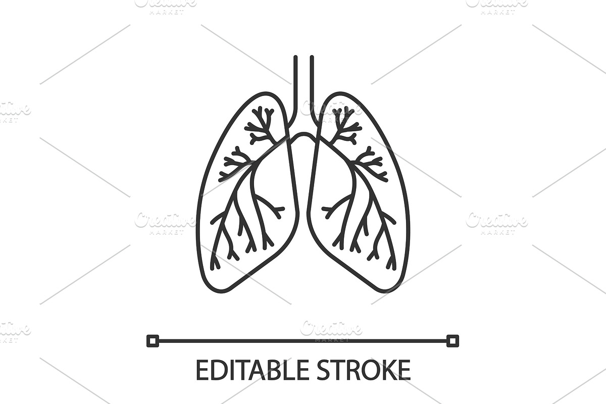 Human lungs with bronchi linear icon, an Outline Icon by IMG Visuals