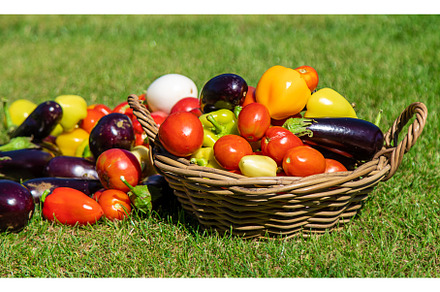 Harvest different vegetables in the, a Food & Drink Photo by yanadjana