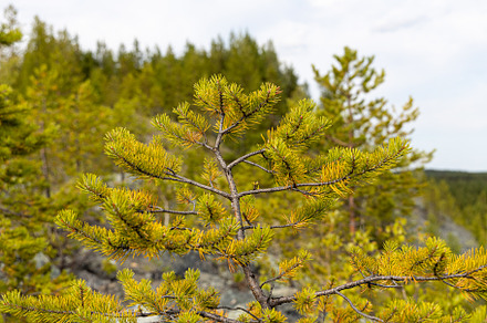 Group of small pines are in a forest, a Nature Photo by Illustrations&photos