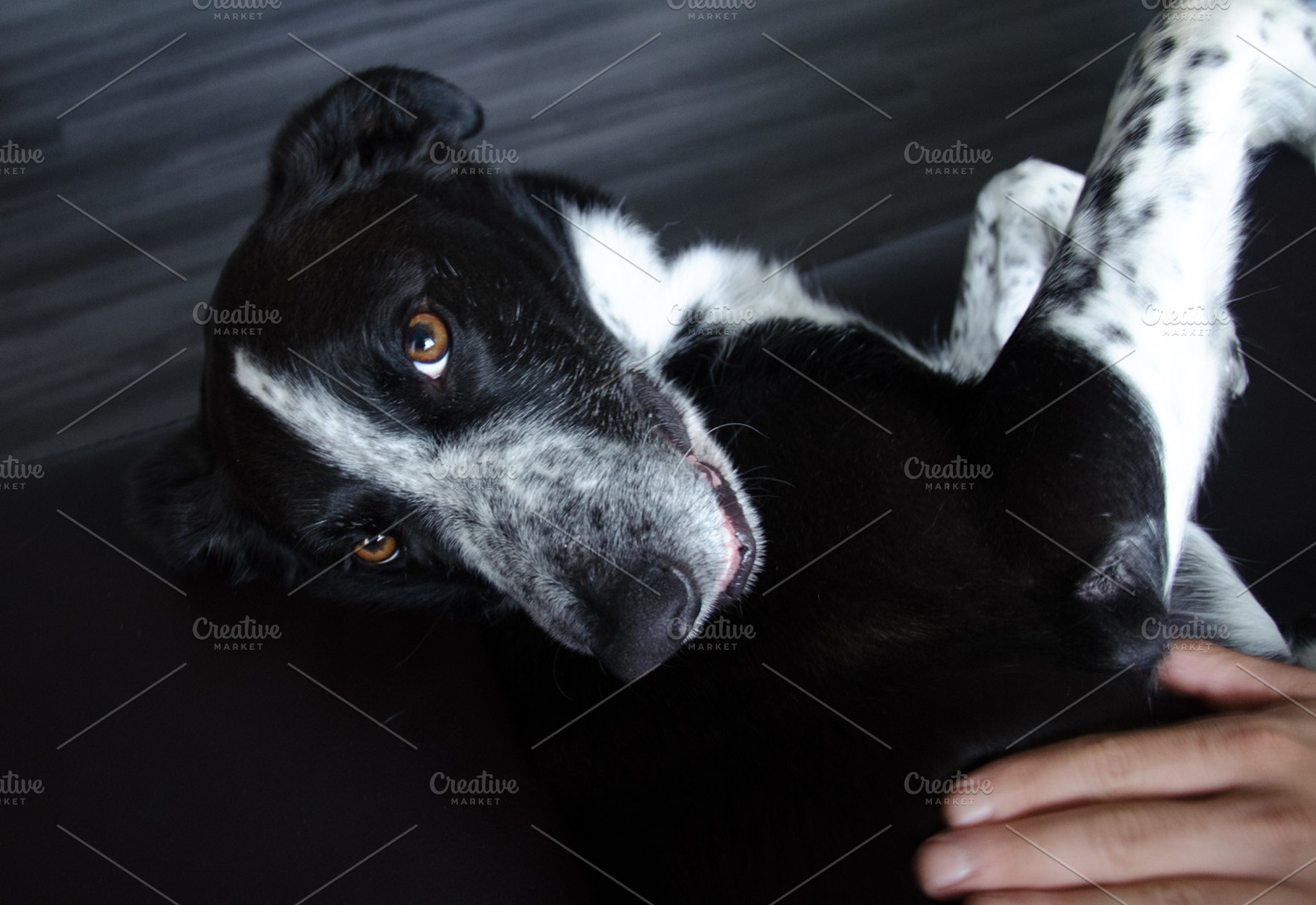 Dog in Apartment