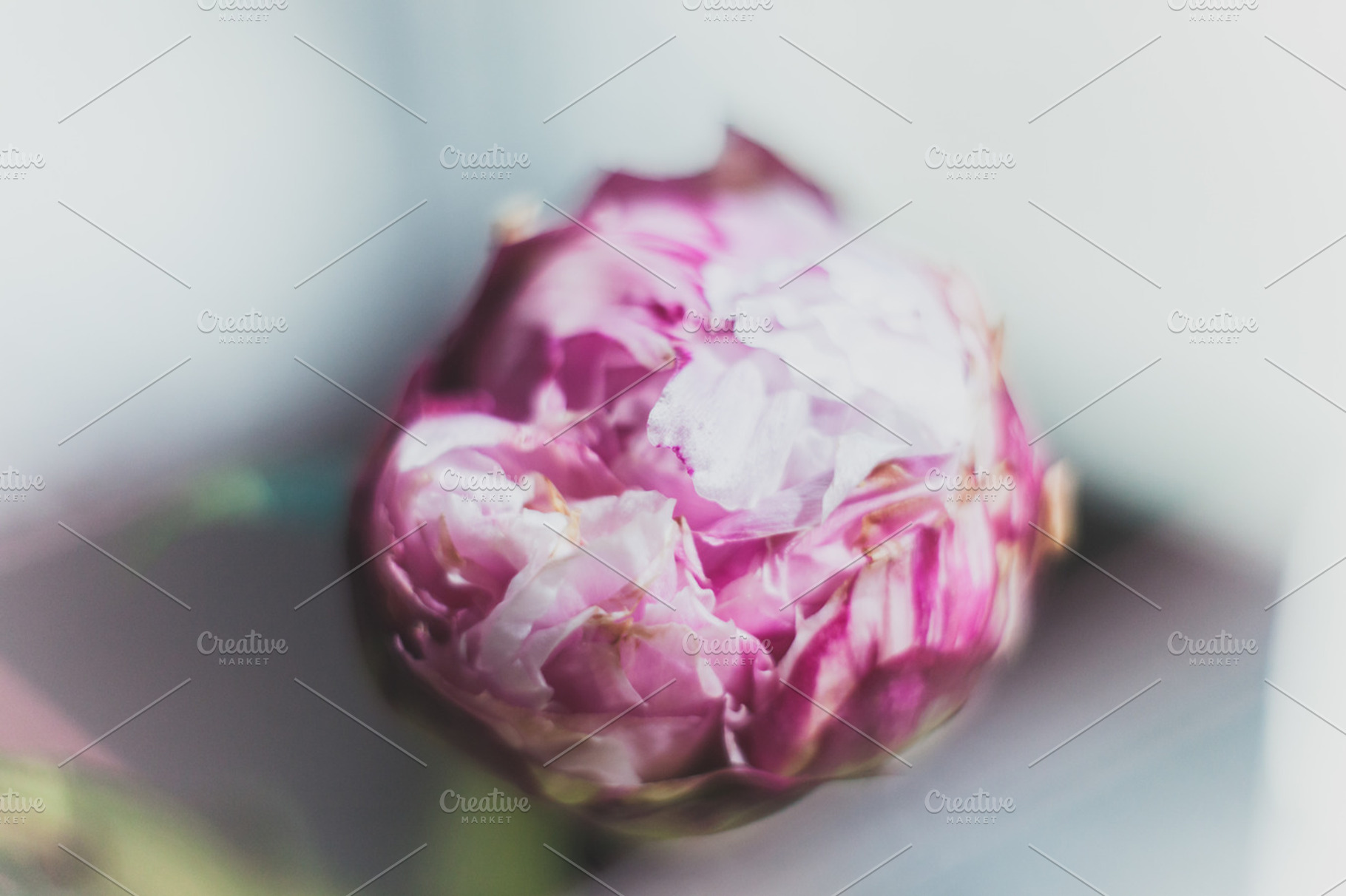 Pion background, a Background Photo by REDpillz