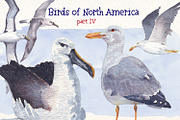 Birds of North America part 4, an Animal Illustration by Art & Things (Thumbnail 2 of 6)