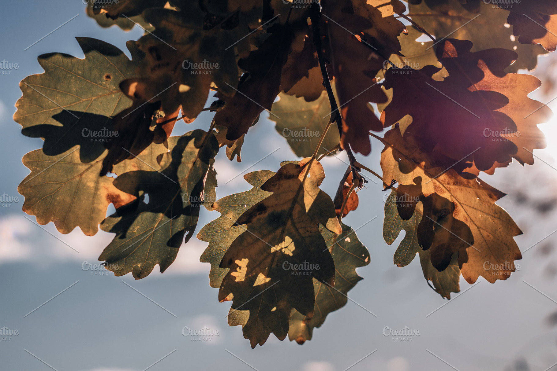 Leaf #3, a Nature Photo by jakub_kopecky