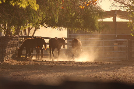 Horses